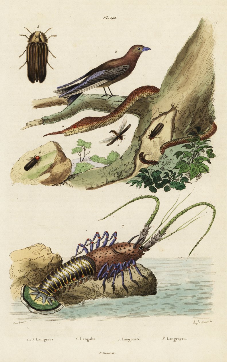 Hummer, skogssvala, eldfluga och lövnosorm. av Jacques Reyne Isidore Acarie Baron