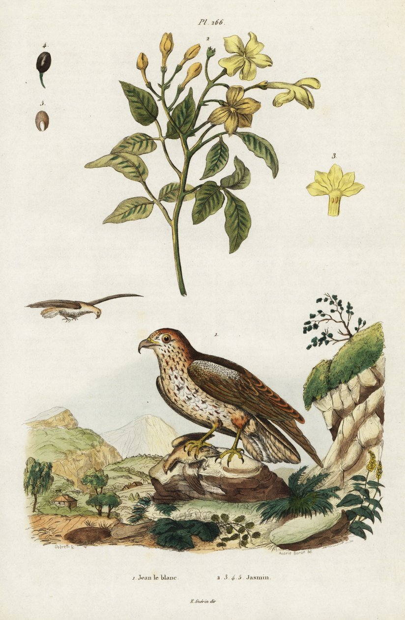 Gul jasmin och korttåad ormörn. av Jacques Reyne Isidore Acarie Baron