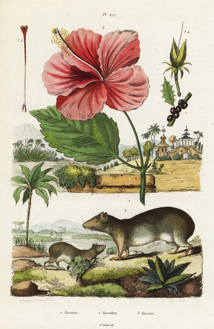 Rock cavy och kinesisk hibiskus. av Jacques Reyne Isidore Acarie Baron
