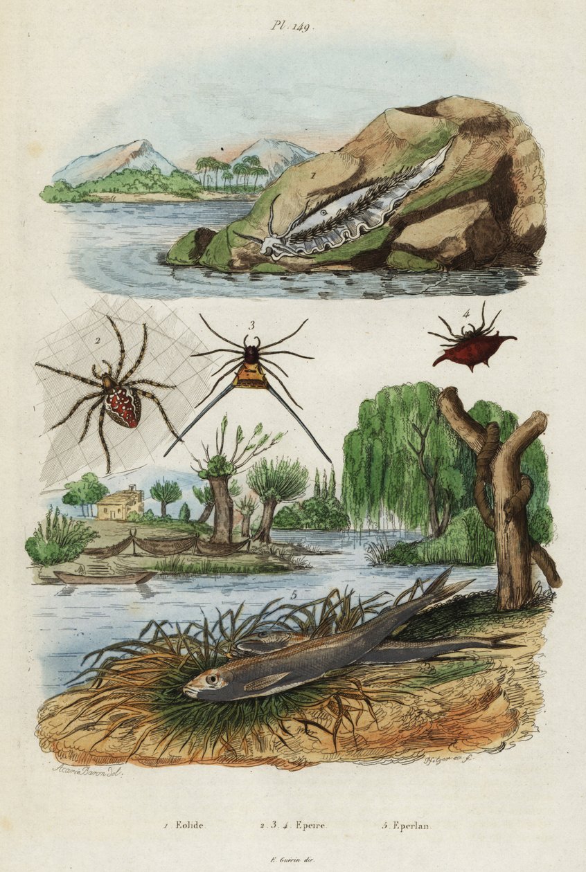 Havssnigel, trädgårdsspindel och europeisk lukt., 1834-1839 (gravyr) av Jacques Reyne Isidore Acarie Baron