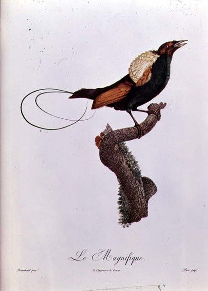 Paradisfågel, graverad av Jacques Louis Peree (f.1769) (färgstick) av Jacques (after) Barraband