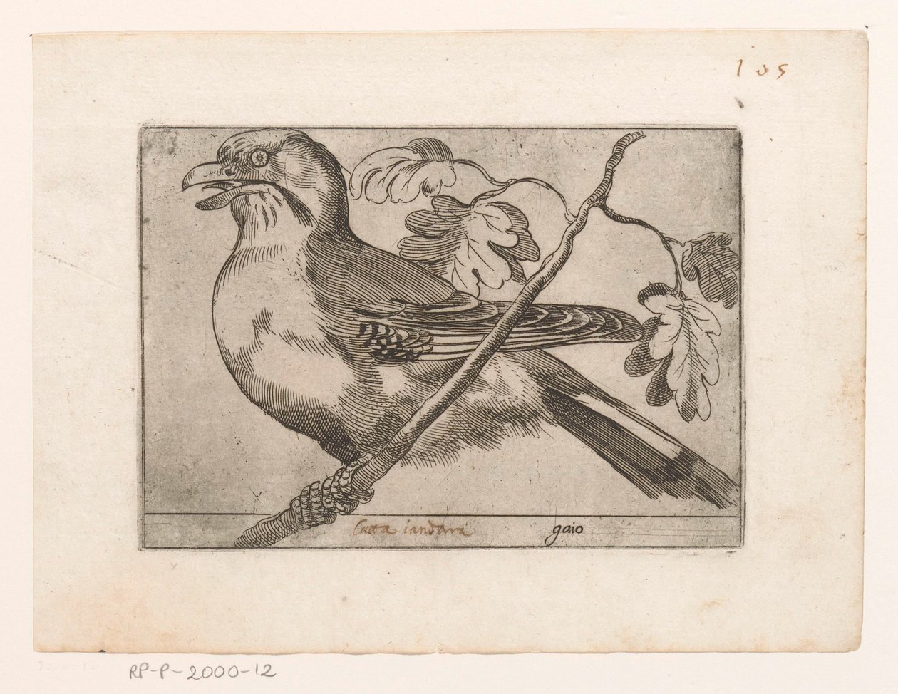 Gaai Gaio (titel på objekt) Vogels (serietitel) av Jacques de Fornazeris (possibly)