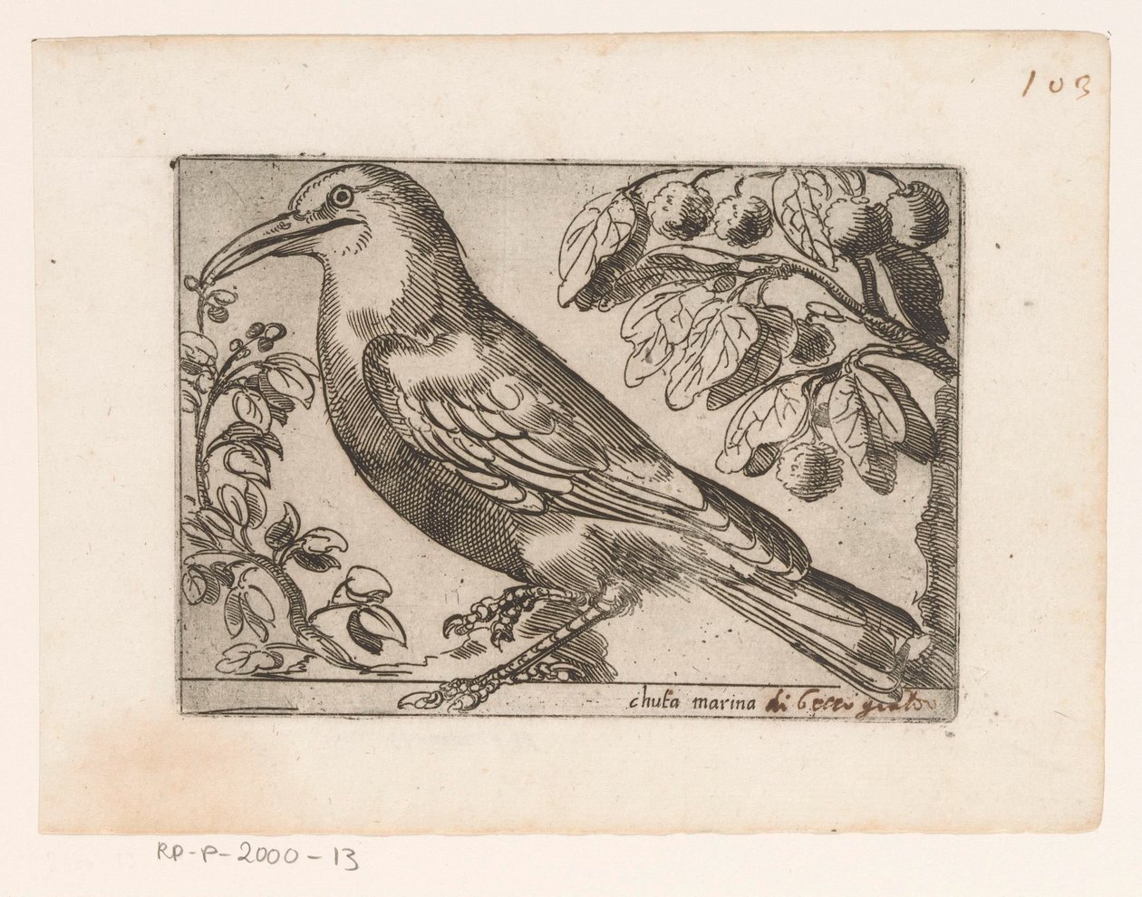 Vogel Chuta marina (titel på objekt) Vogels (serietitel) av Jacques de Fornazeris (possibly)