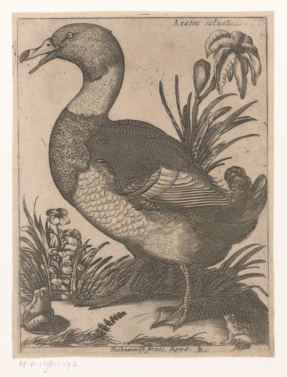 A D Anatra Saluatica (titel på objekt) Nine Birds (serietitel) av Jacques de Fornazeris