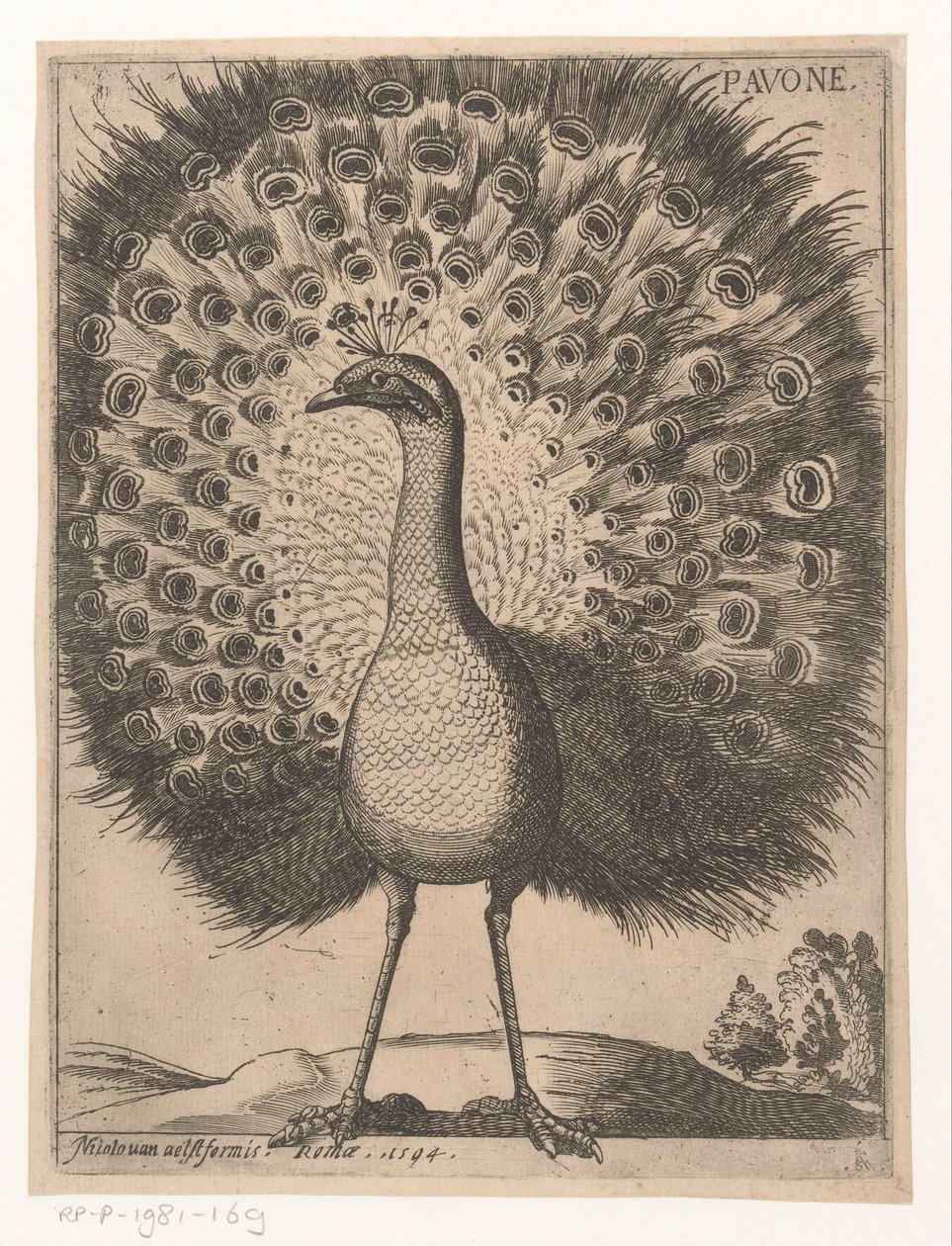 Påfågel Pavone (titel på objekt) Nine Birds (serietitel) av Jacques de Fornazeris