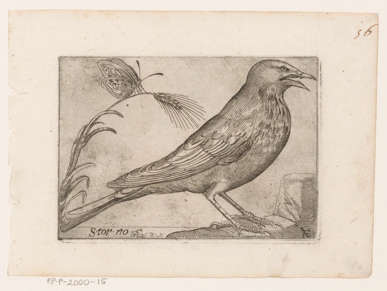 Stare (Sturnus vulgaris) Storno (titel på objekt) Fåglar (serietitel) av Jacques de Fornazeris