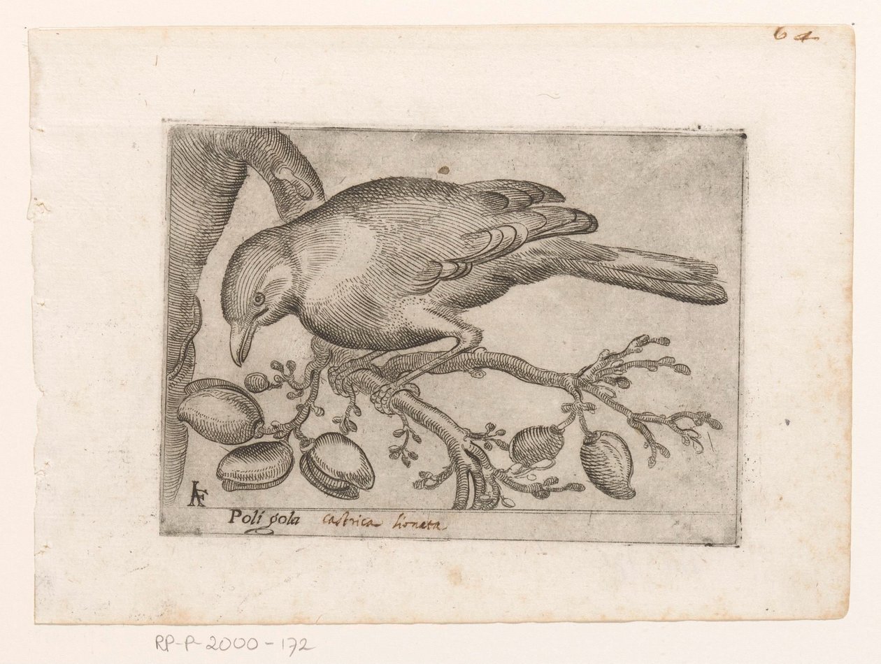 Vogel Poli gola (titel på objekt) Vogels (serietitel) av Jacques de Fornazeris