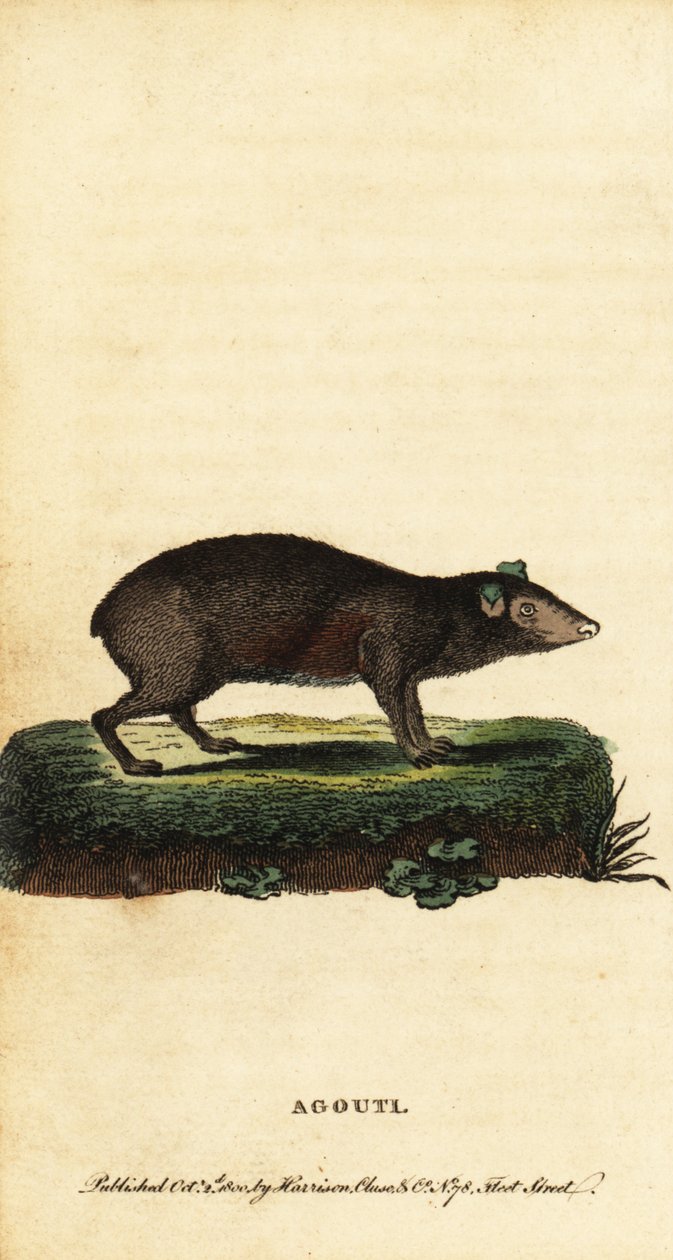 Agouti, Dasyprocta-art. ,1800 (gravyr) av Jacques de Seve