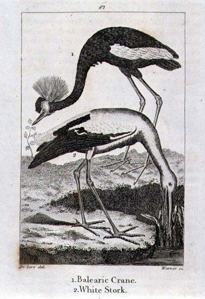 Balearic Crane and White Stork, från "History of the Earth and Animated Nature", av Oliver Goldsmith, publicerad i London av Jacques de Seve