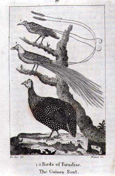 Birds of Paradise and a Guinea Fowl, från "A History of the Earth and Animated Nature", av Oliver Goldsmith, publicerad i London av Jacques de Seve
