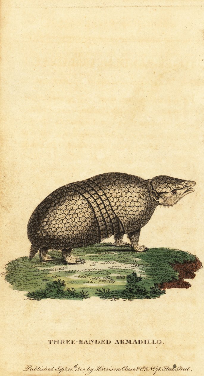 Brasiliansk trebandad bältdjur, Tolypeutes tricinctus, 1800 (gravyr) av Jacques de Seve