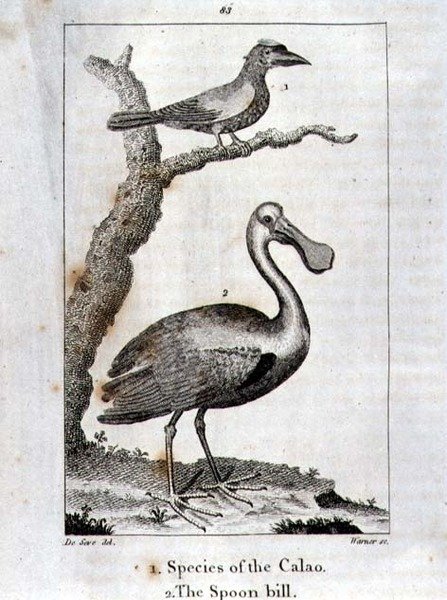 Calao and The Spoon Bill, från "A History of the Earth and Animated Nature", av Oliver Goldsmith, publicerad i London av Jacques de Seve
