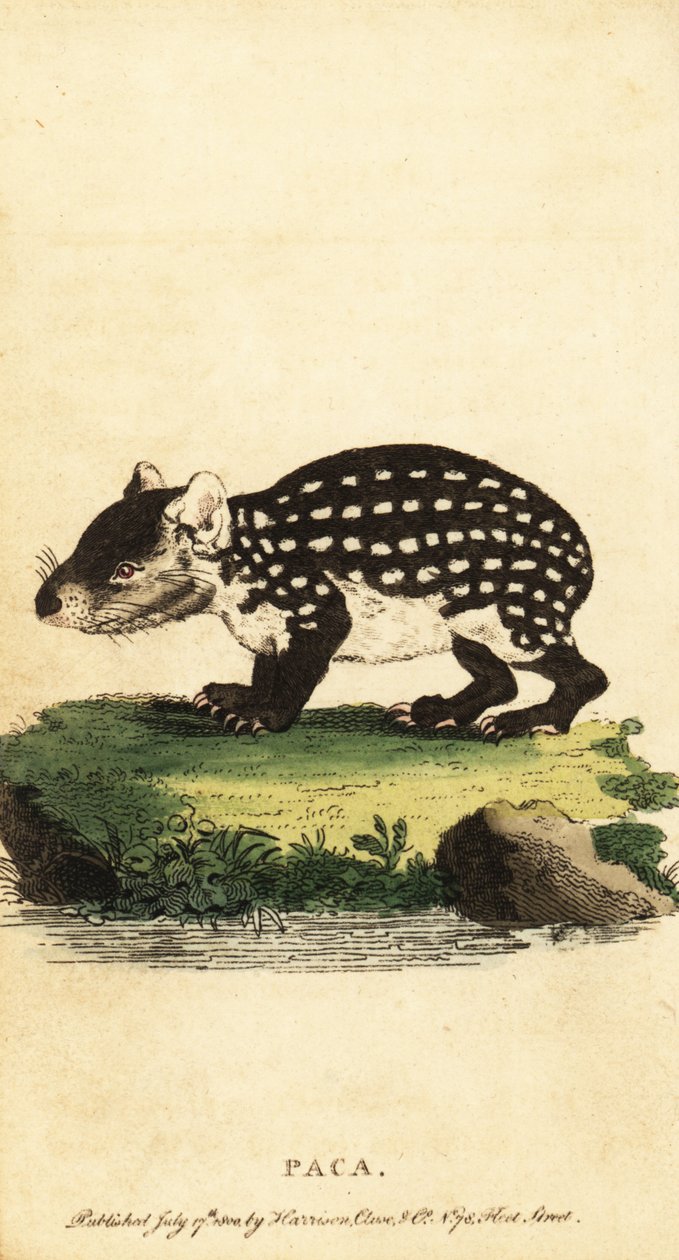 Lowland paca eller fläckig paca, Cuniculus paca., 1800 (gravyr) av Jacques de Seve