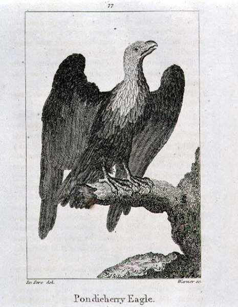 Pondicherry Eagle, ur "History of the Earth and Animated Nature" av Oliver Goldsmith, utgiven i London. av Jacques de Seve