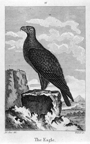 The Eagle, från "A History of the Earth and Animated Nature", av Oliver Goldsmith, publicerad i London av Jacques de Seve