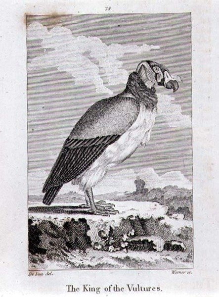 The King of the Vultures, från "History of the Earth and Animated Nature", av Oliver Goldsmith, publicerad i London av Jacques de Seve