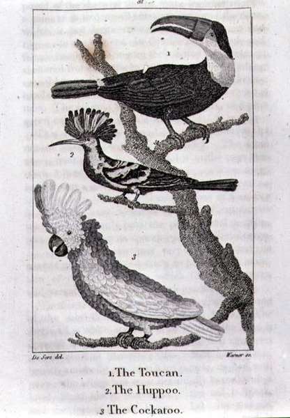 Tukanen, Huppoo och kakaduan, från "A History of the Earth and Animated Nature", av Oliver Goldsmith, publicerad i London av Jacques de Seve