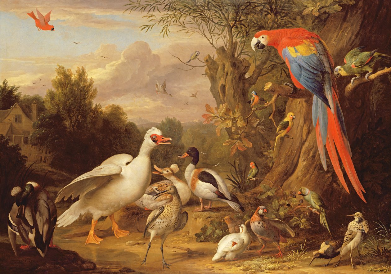 Ara, ankor, papegojor och andra fåglar i ett landskap, ca 1708-10 av Jakob Bogdani or Bogdany
