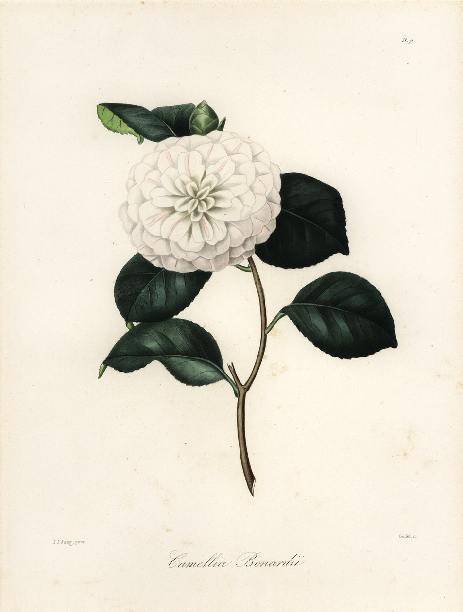 Sorten Camellia japonica, Camellia bonardii eller Camellia bonnardii av Jakob (after) Jung