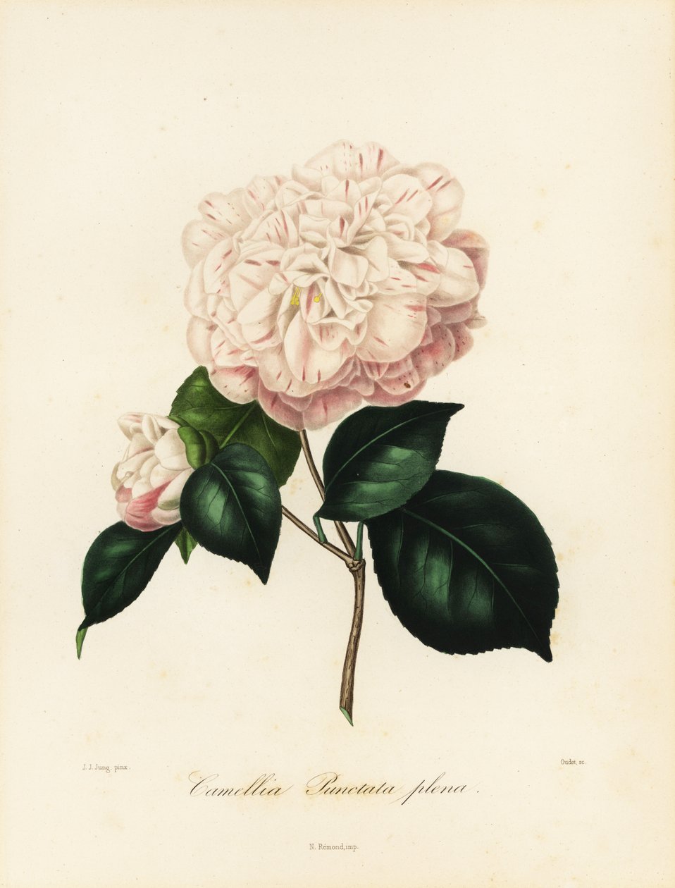 Sorten Camellia japonica, Camellia punctata plena av Jakob (after) Jung