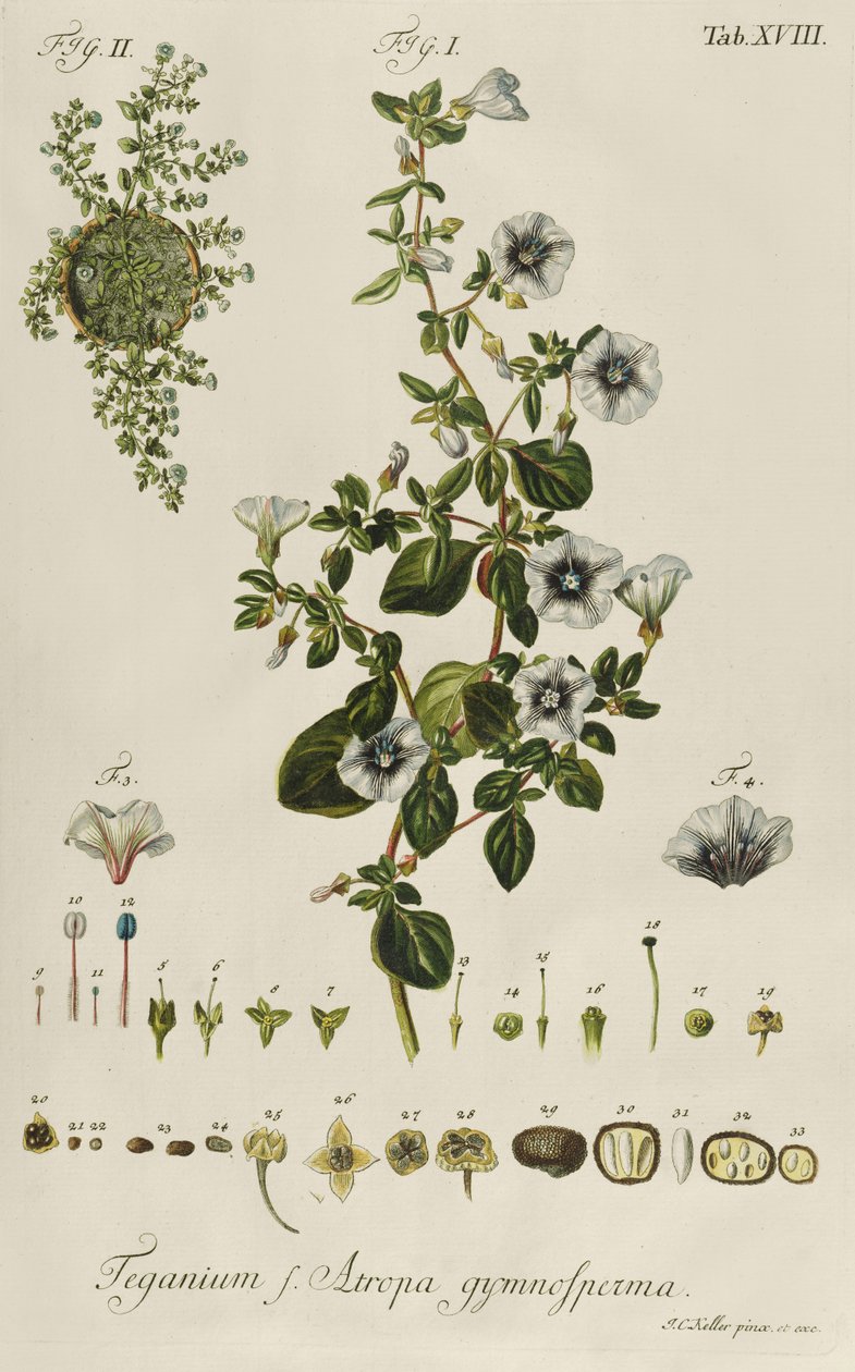 Convolvulus: Teganius f. Atropa gymnosperma från "Rare Plants" av Jakob Christoph Keller