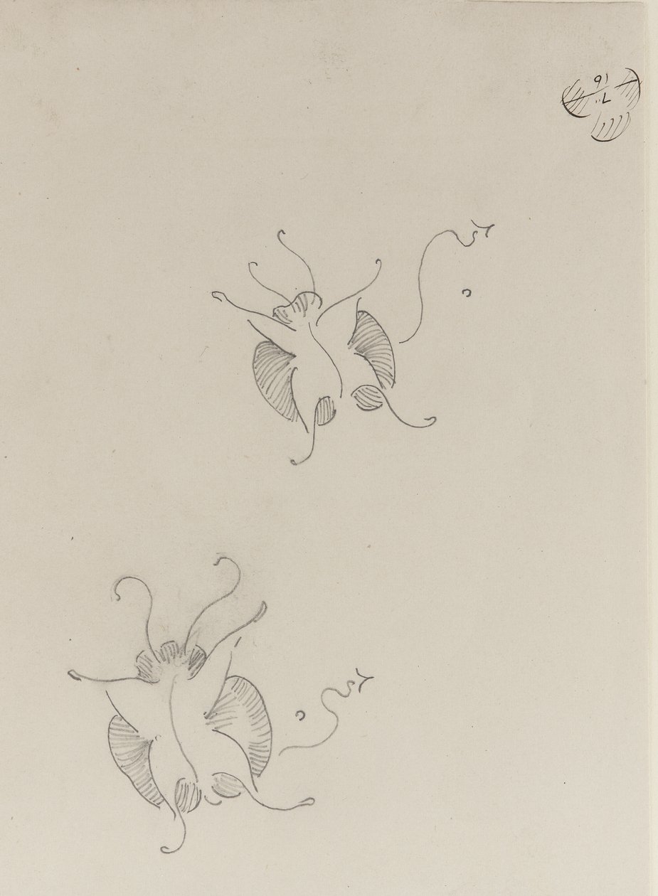 Two Whistler Butterflies, c.1890 av James Abbott McNeill Whistler