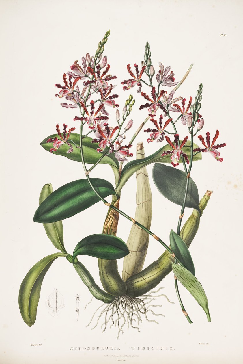 Illustration of Myrmecophila tibicinis as syn. Schomburgkia tibicinis av James Bateman