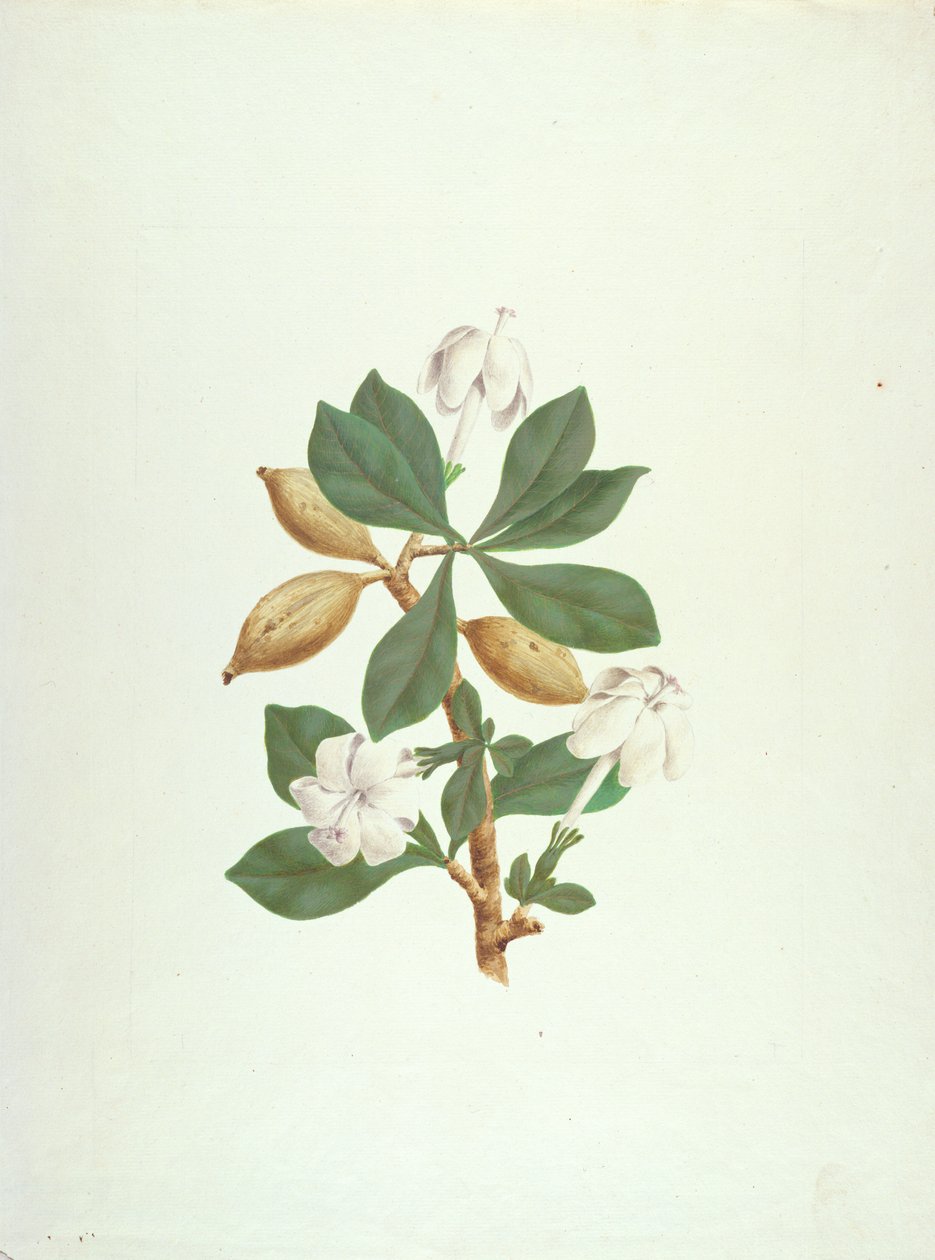 Aquariti (blad, blommor och frukt) (gouache över grafit på papper) av James Bruce