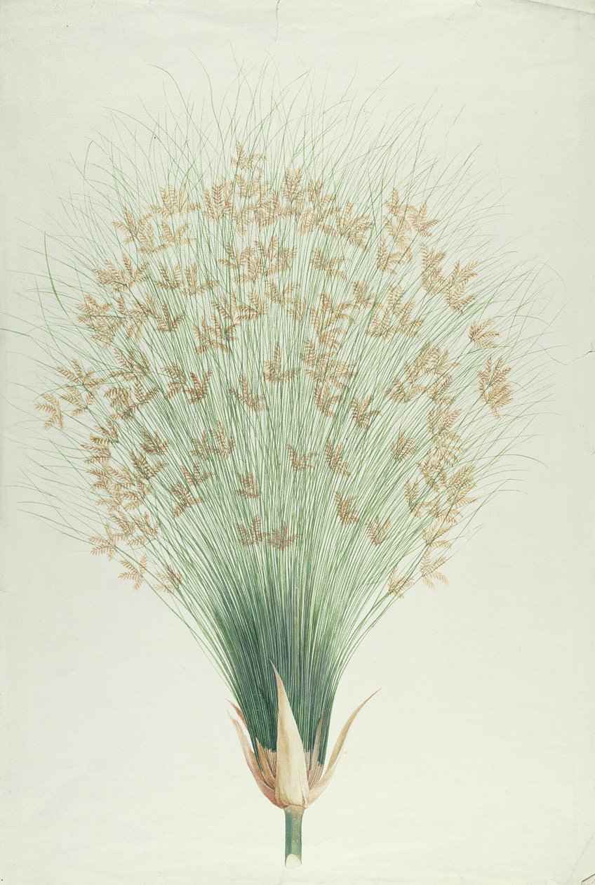 Papyrus (wc över grafit på papper) av James Bruce