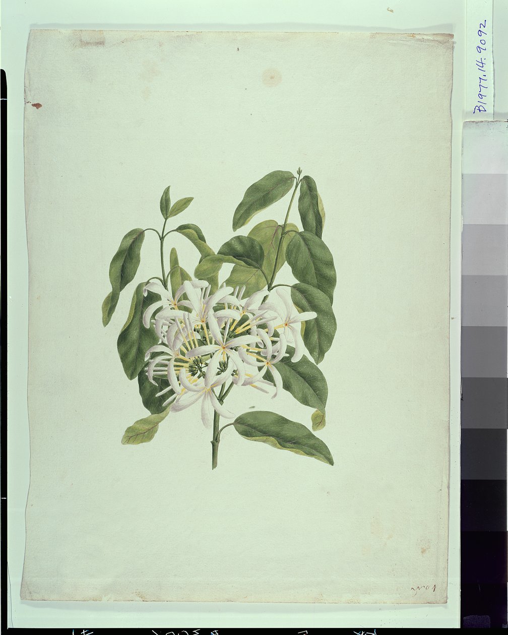 Taberne Montana (blade og blomster) (gouache over grafit på papir) swed av James Bruce