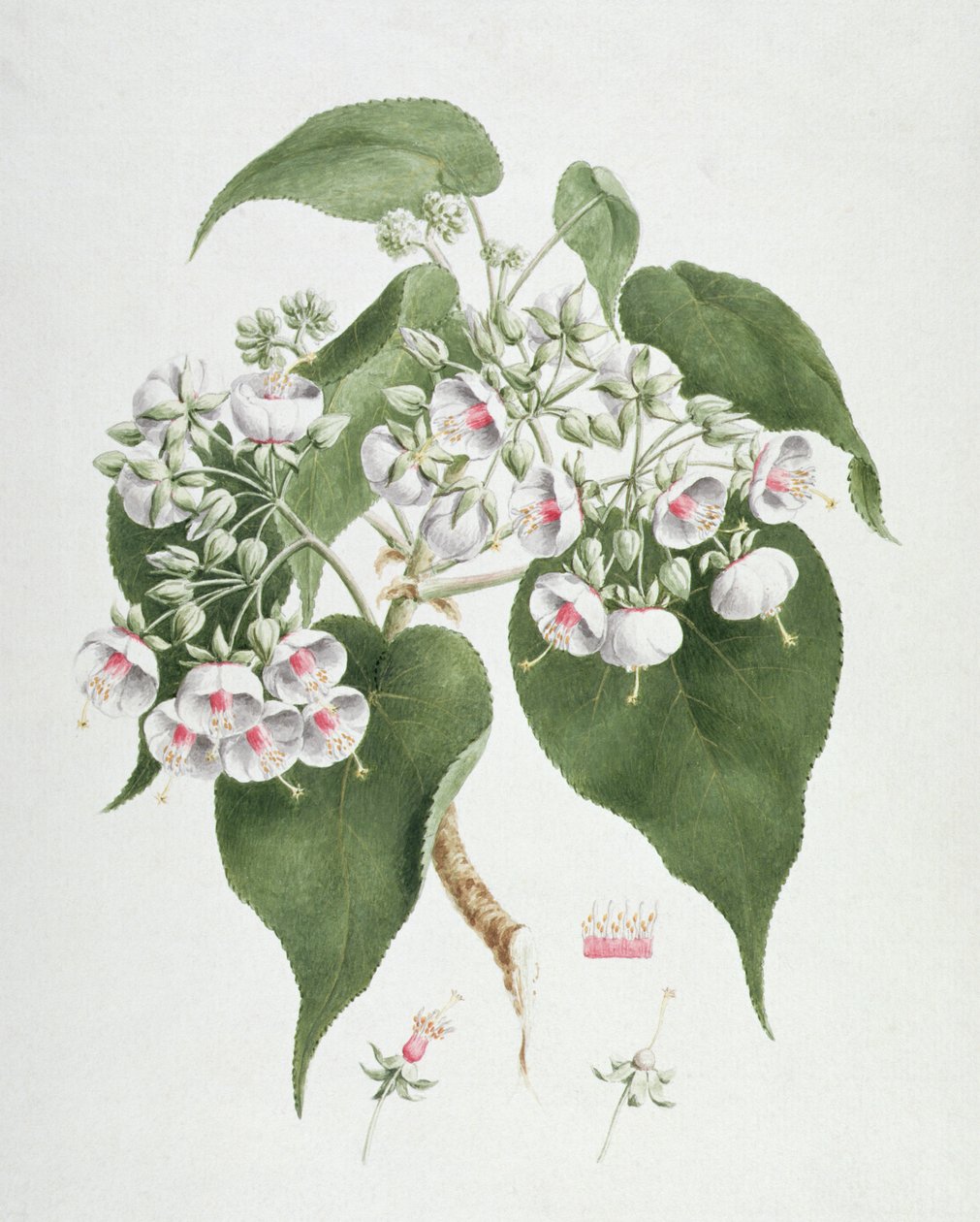 Walkuffa No.5 Dombeya torrida (wc över grafit på papper) av James Bruce