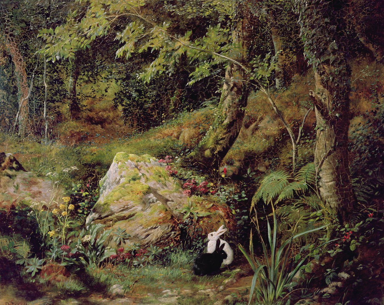Vilda kaniner av James Collinson