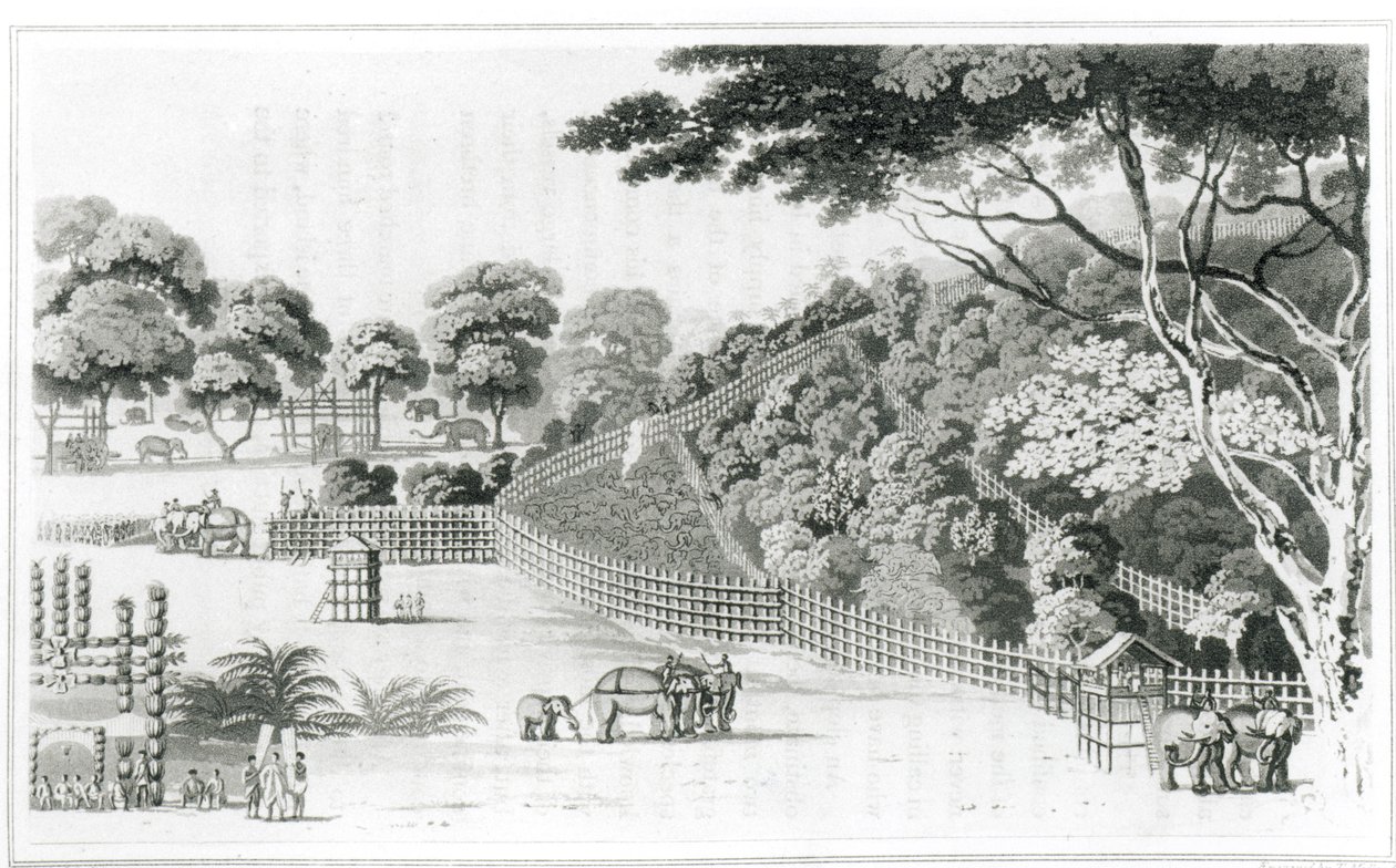 Elefantsnara vid Kotawy, volym I från "A Description of Ceylon" av James Cordiner, publicerad 1807. av James Cordiner
