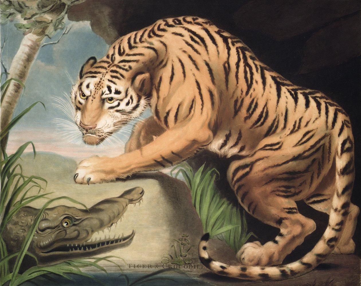 Tiger och krokodil, graverad av Charles Turner (1773-1857), pub. av James Daniell und Co., 1799 (mezzotintgravyr) av James Northcote