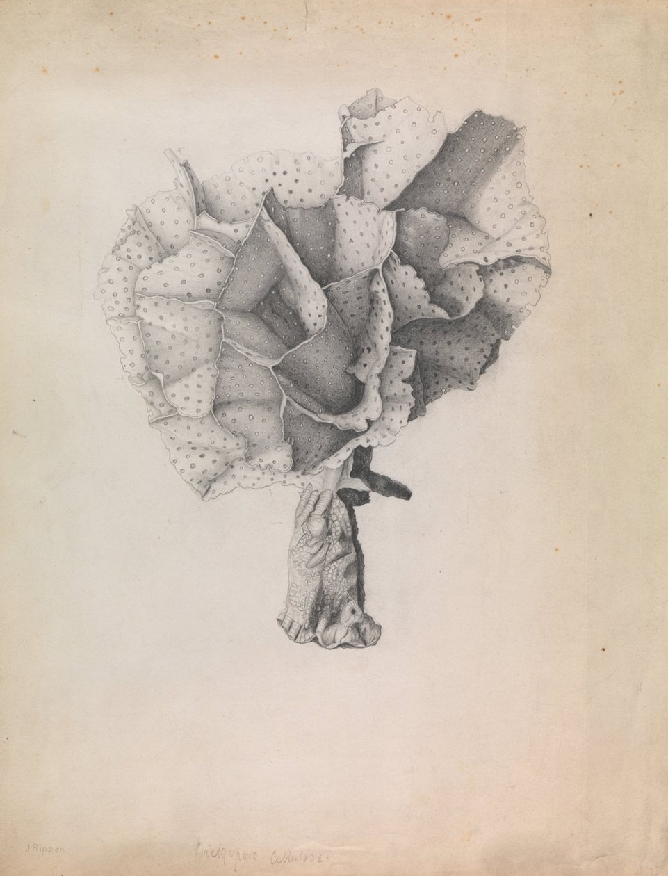 Lace Coral, Adeona cellulosa av James Ripper