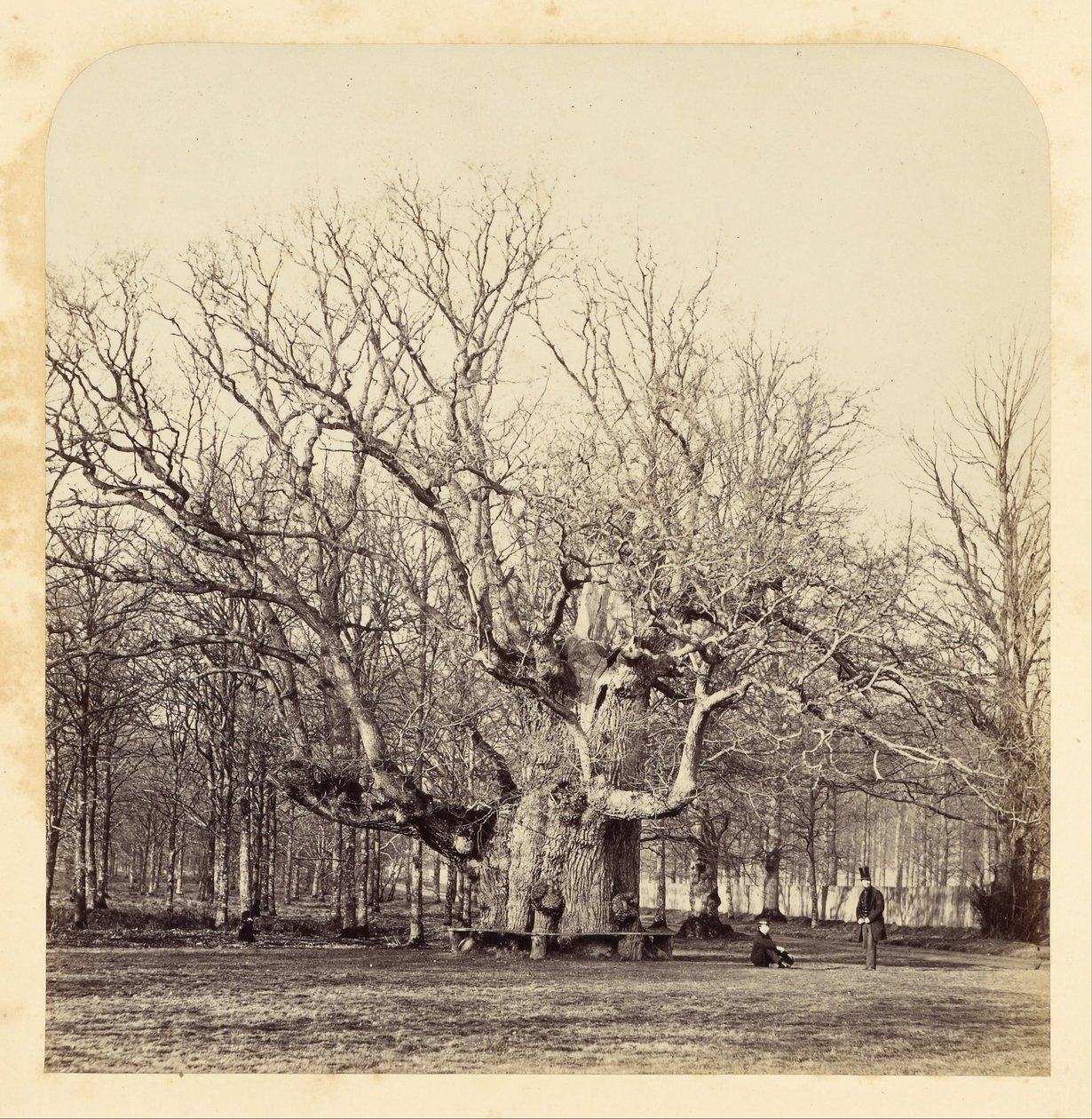 Gammal pollard vid Forest Gate av James Sinclair
