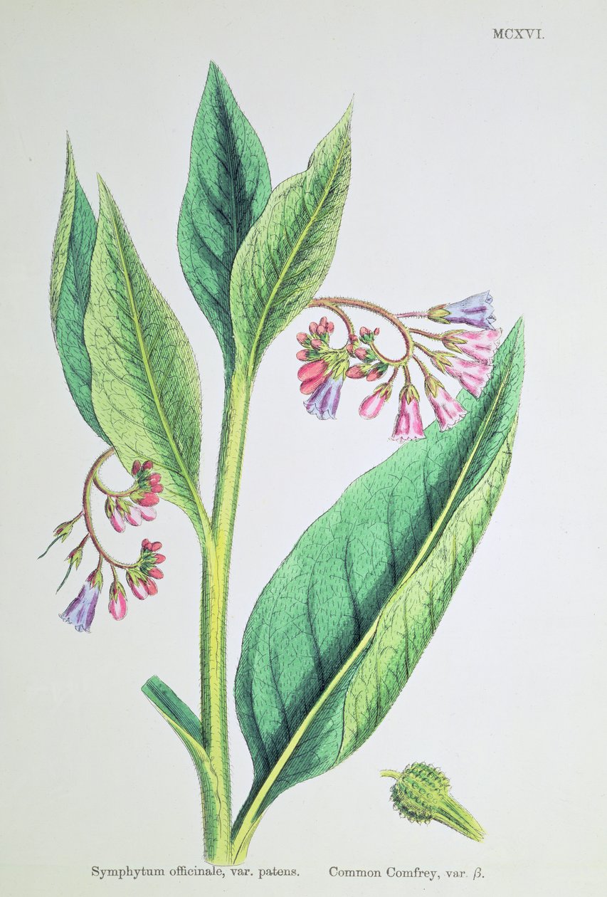 Common Comfrey, tallrik MCXVI, c.1800 av James Sowerby