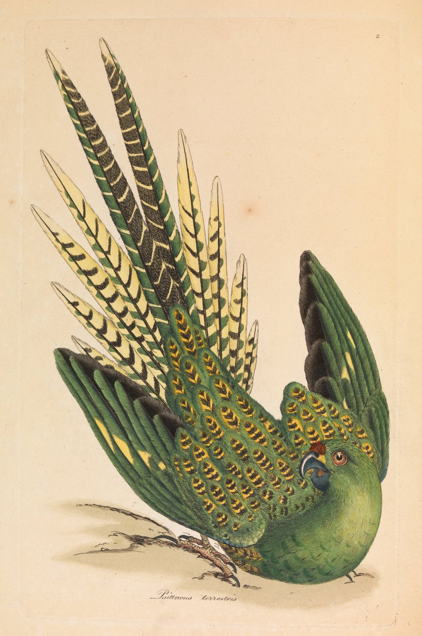 Ground Papegoja, Psittacus terrestris av James Sowerby