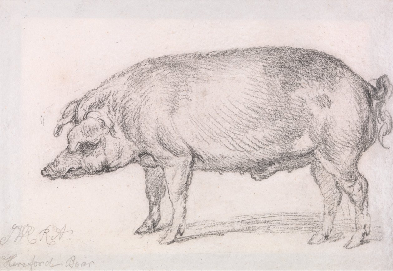 Hereford Boar av James Ward