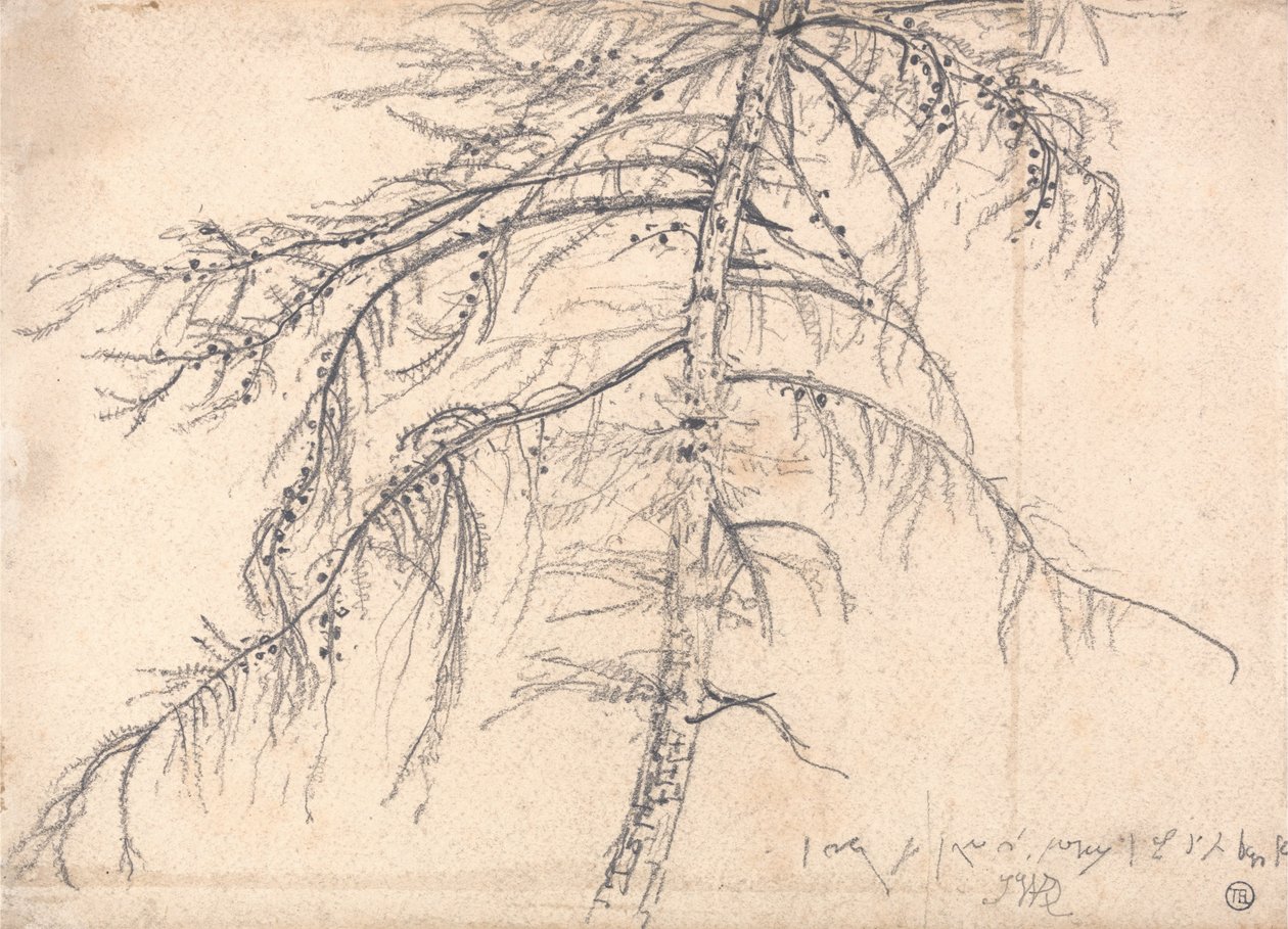 Lärkträd av James Ward