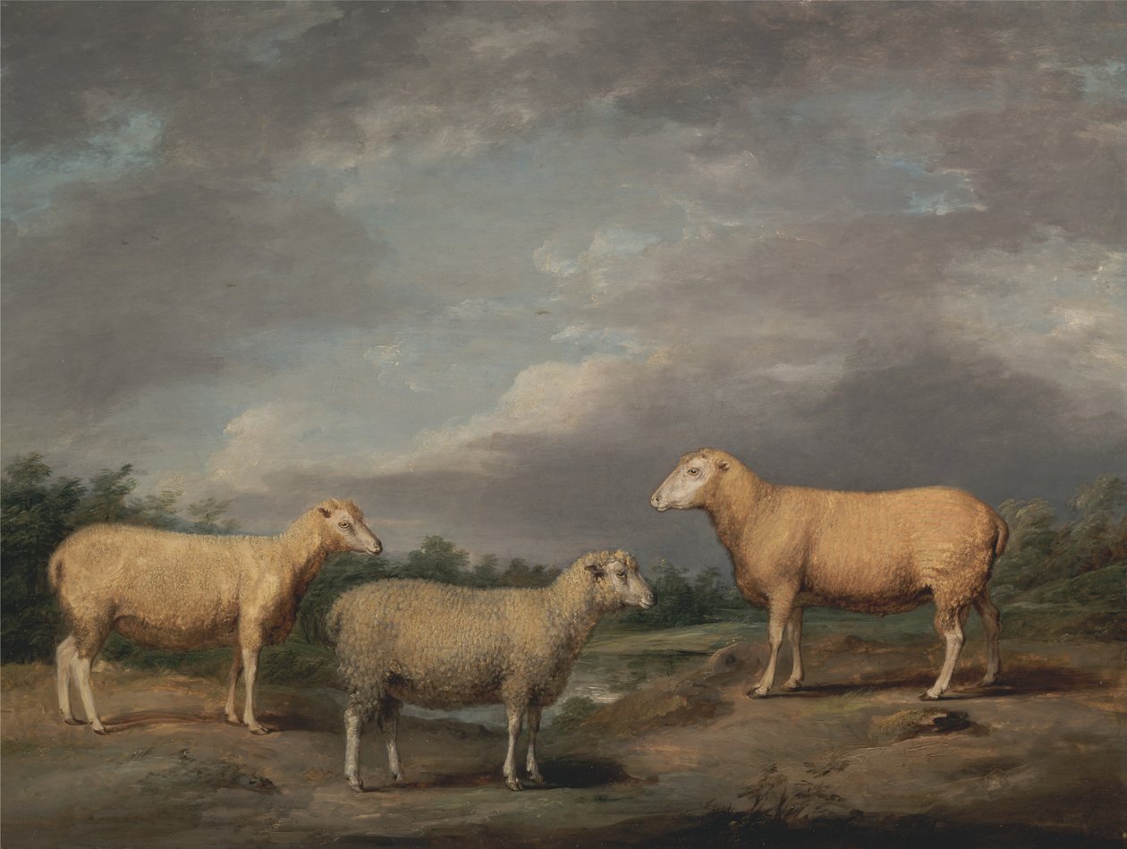 Ryeland Sheep, King