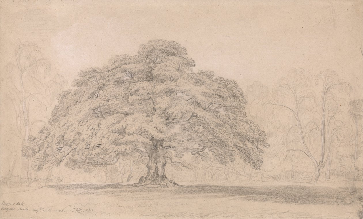 The Beggars Oak, Bagots Park, 12 augusti 1820 (Ett firat gammalt träd på Lord Bagots Blithfiel ... av James Ward