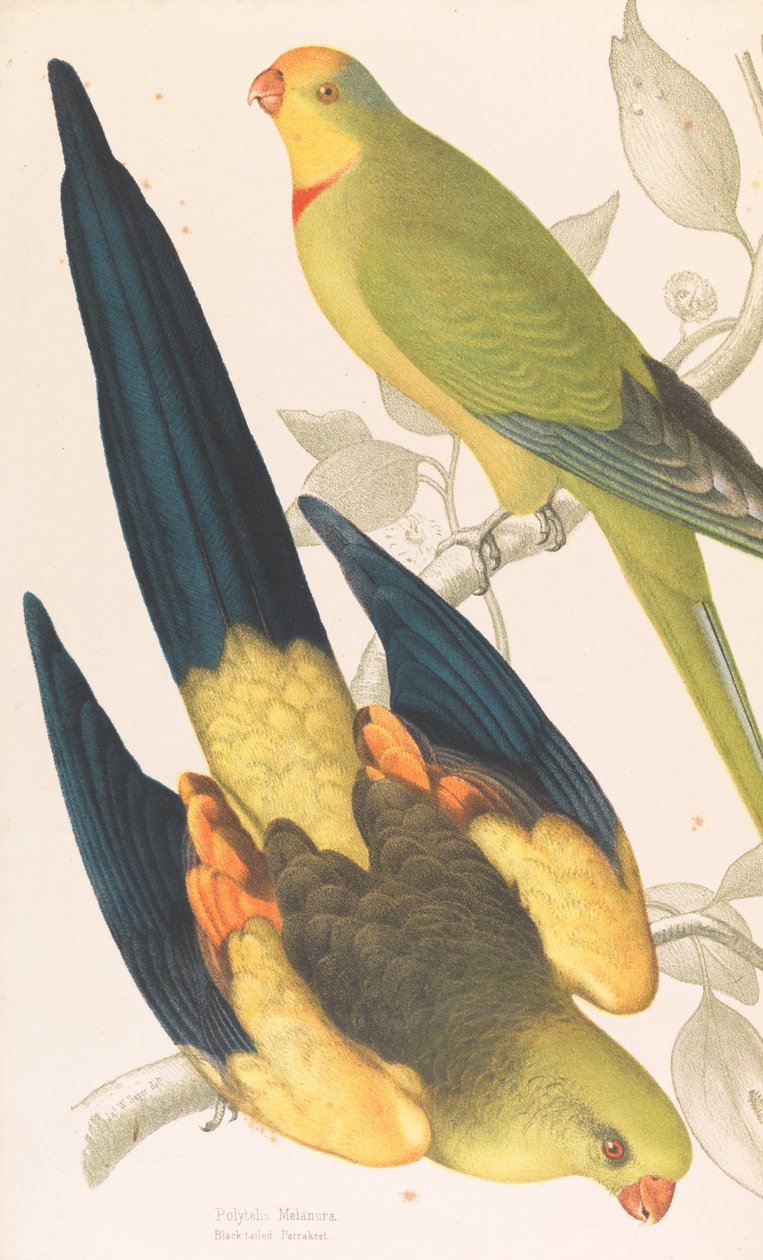 Black tailed Parrakeet, Polytelis melanura och Green Leek Parakeet, Polytelis barranandi av James Whitley Sayer