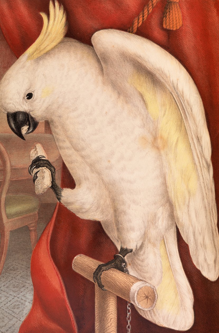 Stor svavelkammad kakadua, Plyctolophus galeritus av James Whitley Sayer