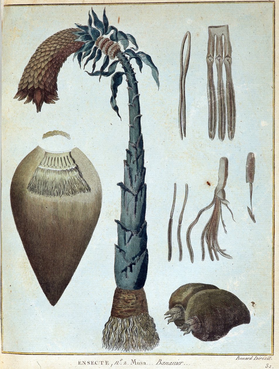 Banan - i "" Resan till Nubien och Abessinien för att upptäcka Nilens källor under åren 1768 till 1772", av James Bruce, vol. 1, Paris av James Bruce