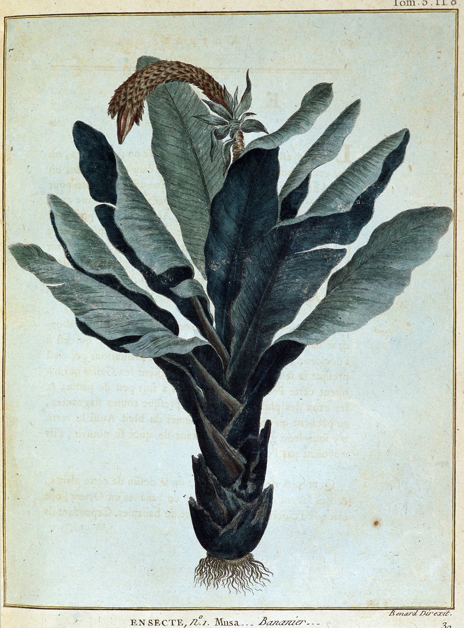 Banan - i "Journey to Nubia and Abyssinia undertaken to discover the sources of the Nile during the years 1768 to 1772", av James Bruce, vol. 1, Paris. av James Bruce