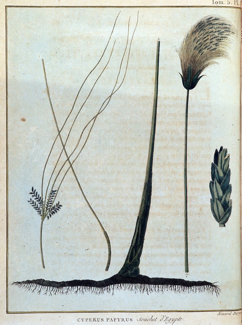 Cyperus papyrus, Egyptens stam - i "" Resan till Nubien och Abessinien för att upptäcka Nilens källor under åren 1768 till 1772", av James Bruce, vol. 1, Paris av James Bruce