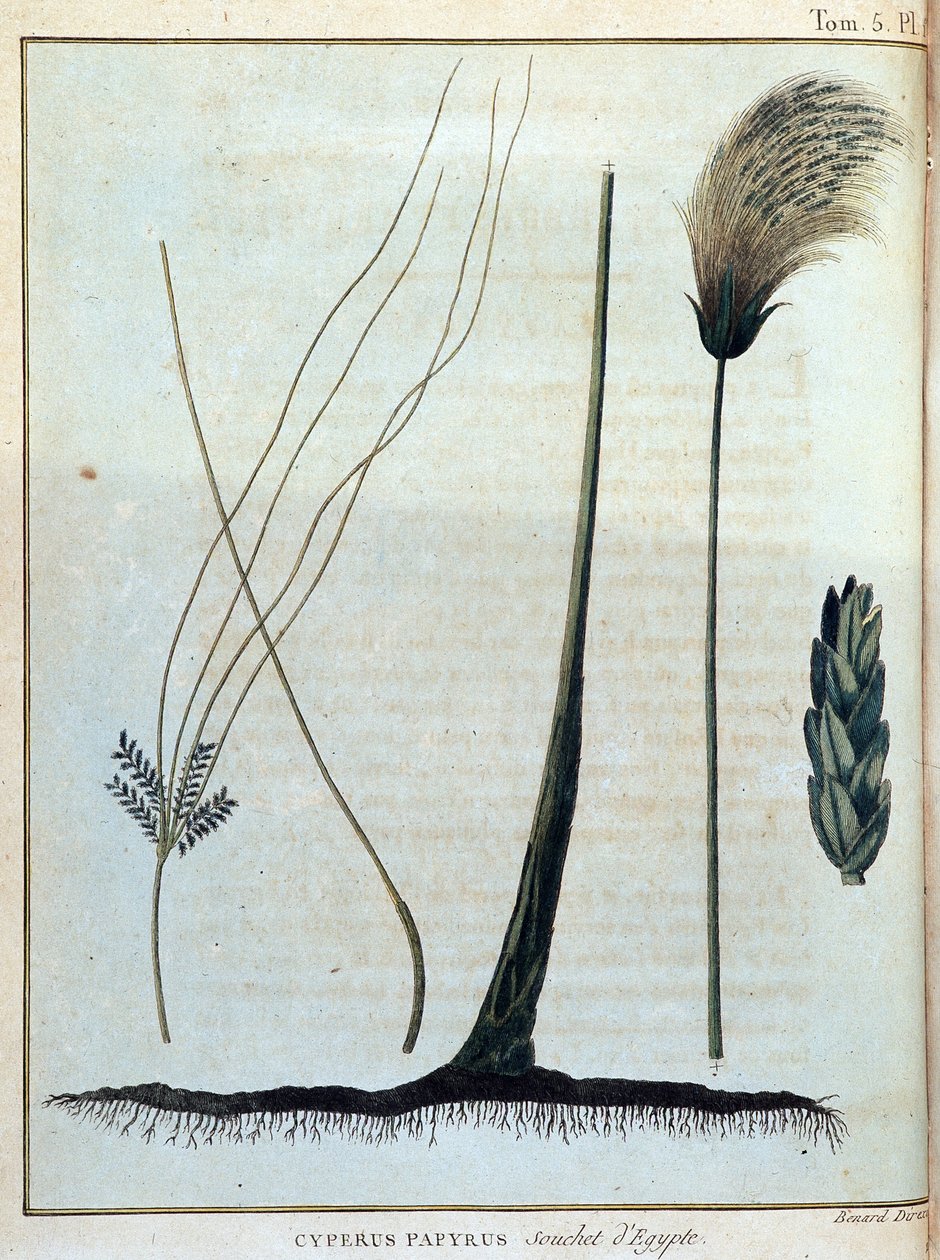 Cyperus papyrus, Egyptens stam - i "" Resan till Nubien och Abessinien för att upptäcka Nilens källor under åren 1768 till 1772", av James Bruce, vol. 1, Paris av James Bruce