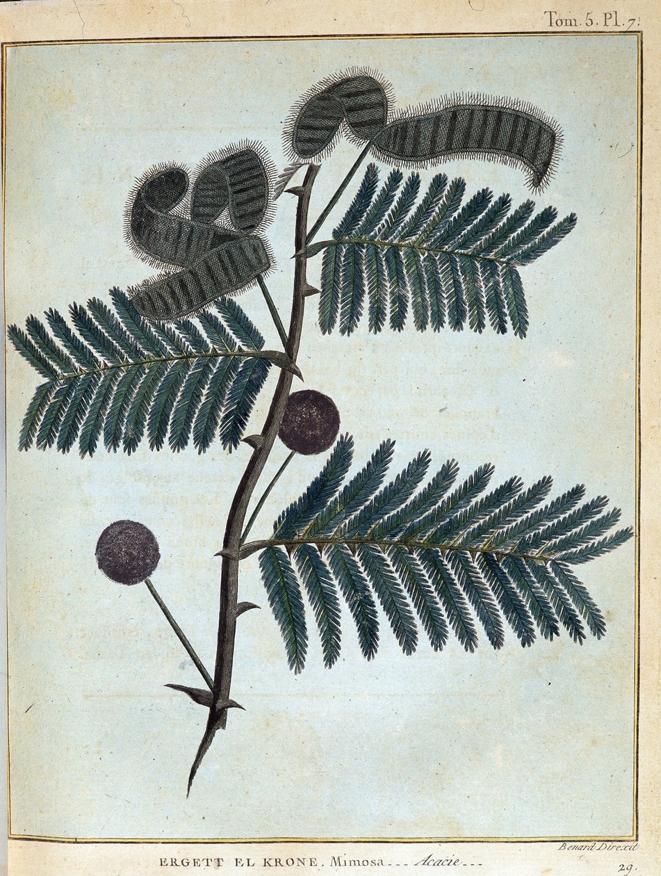 Ergett el Krone, mimosa - akacia - i "" Resan i Nubien och Abessinien som genomfördes för att upptäcka Nilens källor under åren 1768 till 1772", av James Bruce, vol. 1, Paris av James Bruce