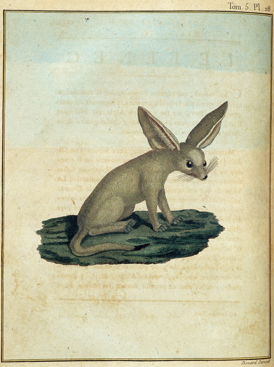 Fennec - i "" Resan till Nubien och Abessinien åtog sig för att upptäcka Nilens källor under åren 1768 till 1772", av James Bruce, vol. 1, Paris av James Bruce